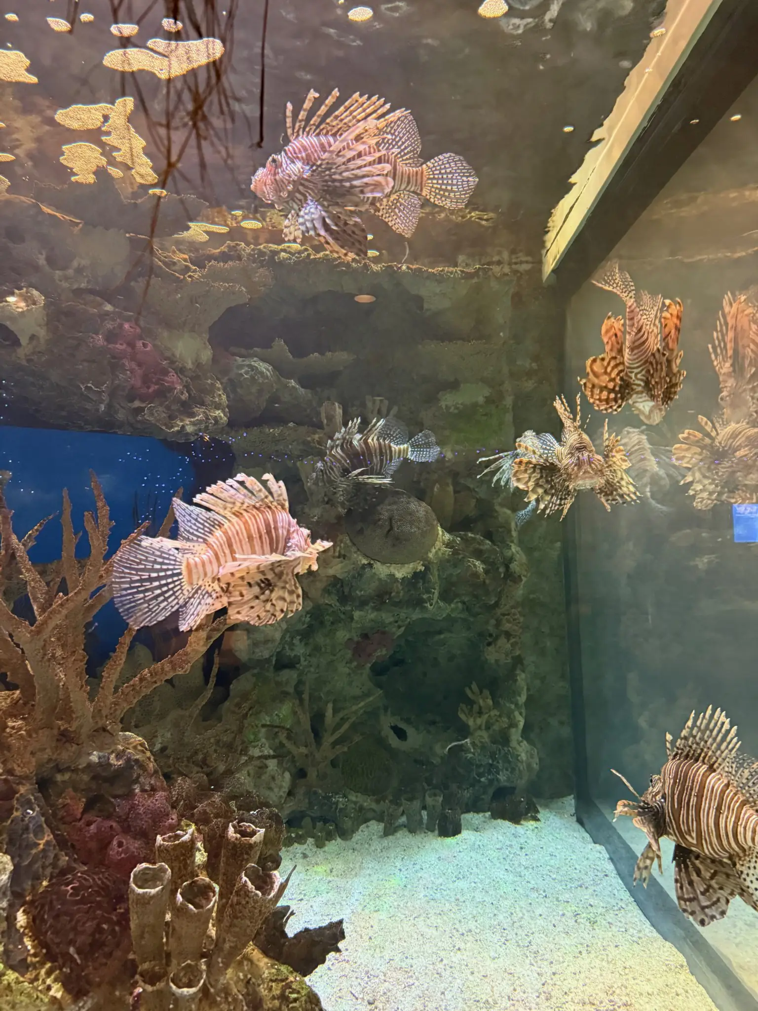 Blazing coral reefs