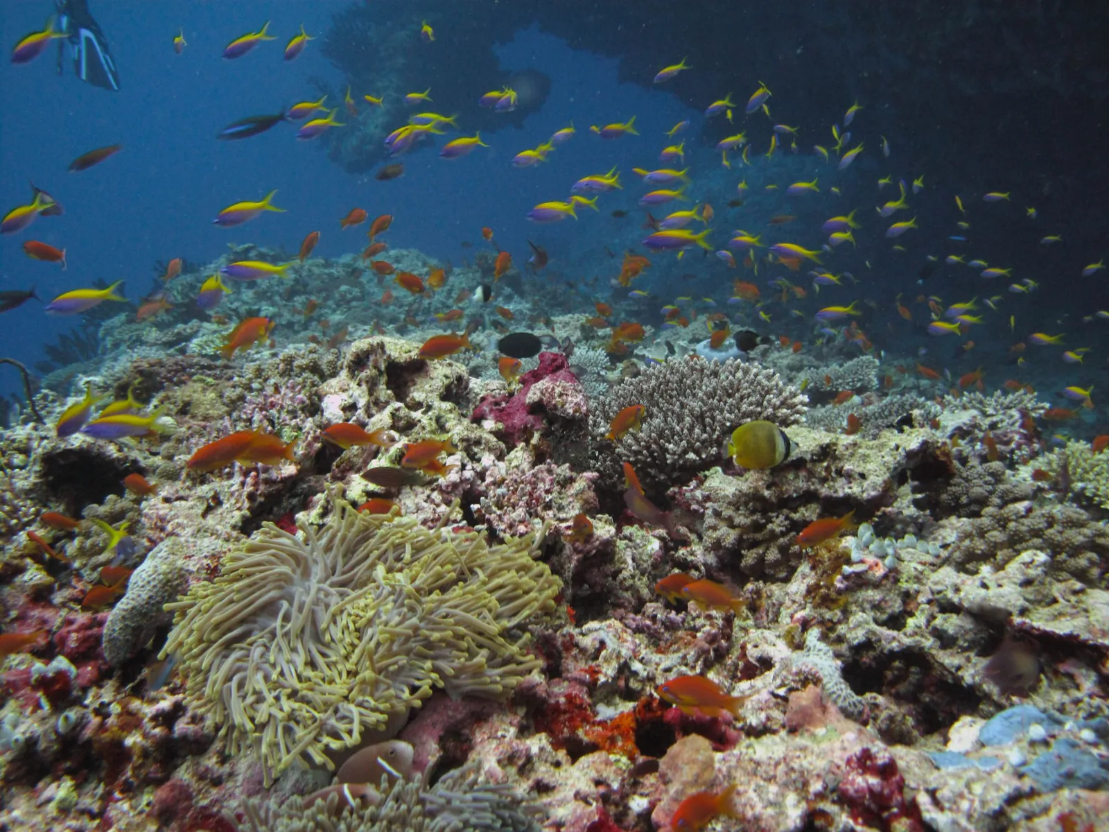 Blazing coral reefs