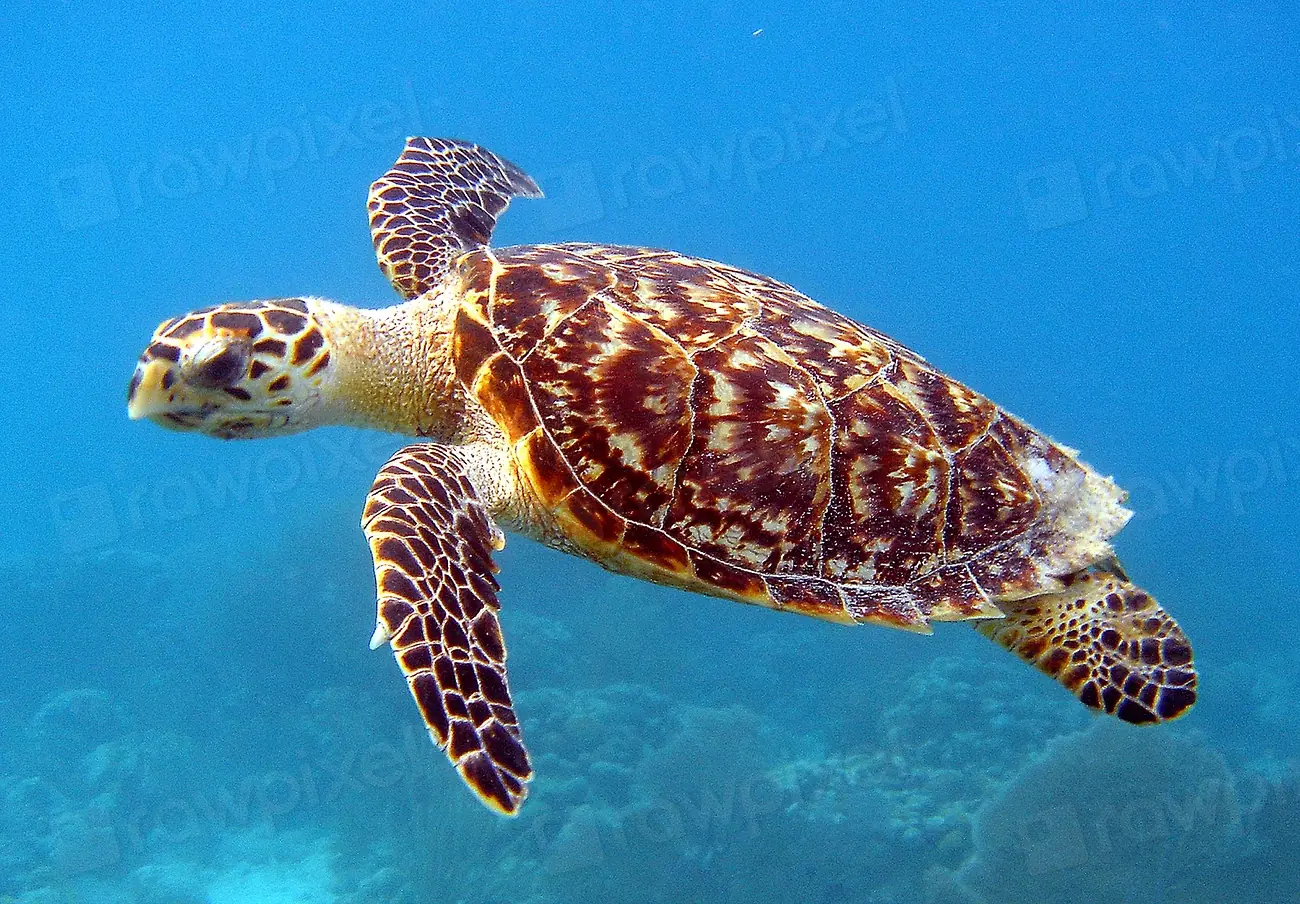 Swim with turtles