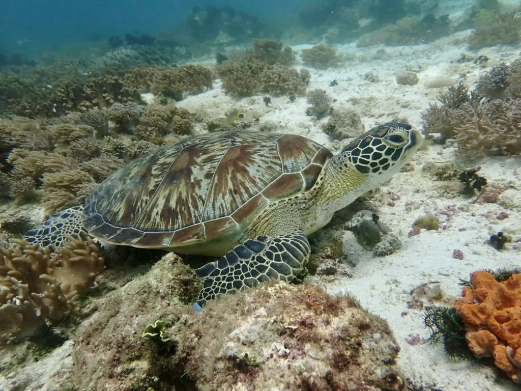 Swim with turtles